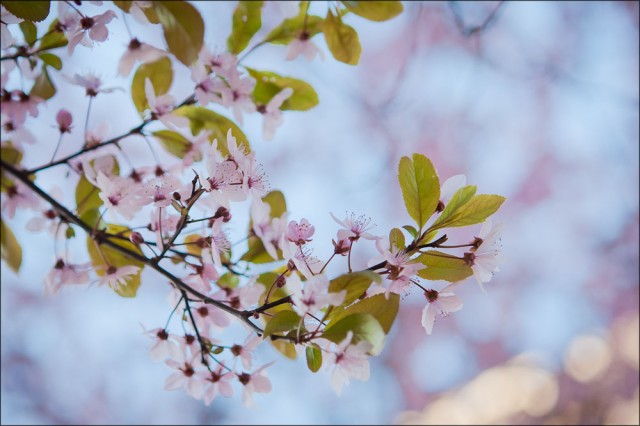 magnolie_110409