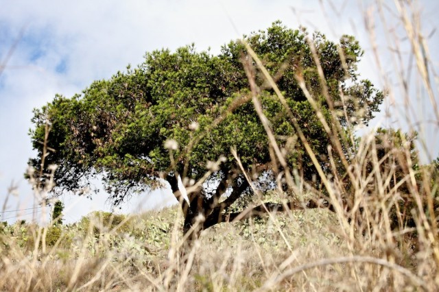 Baum