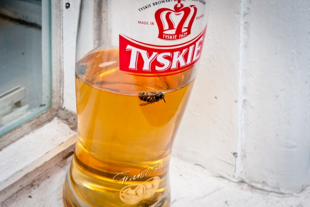 schlesische_2_20110909 Fliege im Bierglas