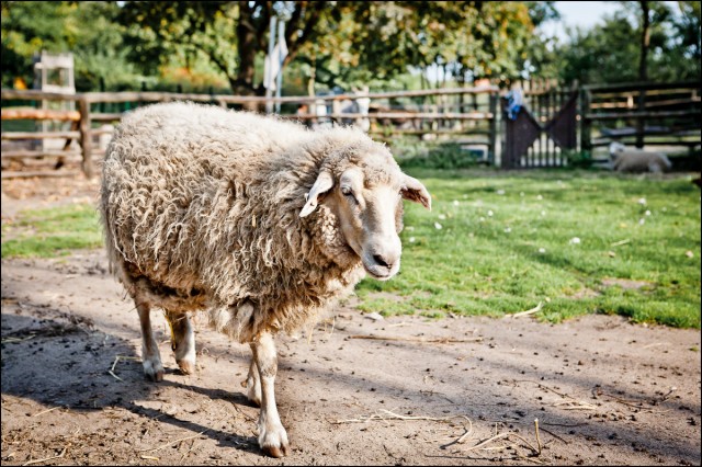Schaf