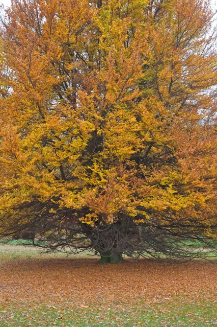herbstbaum_IMG_4972_2009-11-08 Baum im Herbst